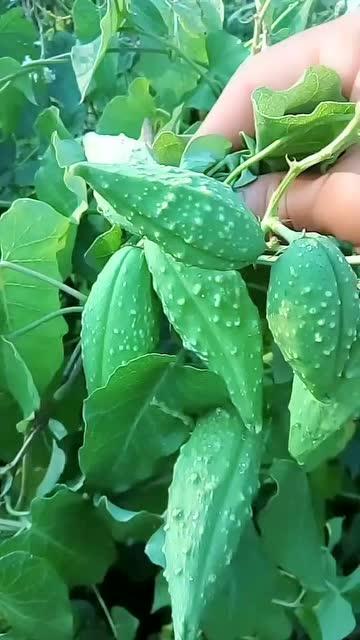 娱乐吃瓜酱植物人,揭秘娱乐界的“吃瓜酱”传奇